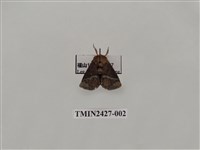 藏品(三色刺蛾)的圖片